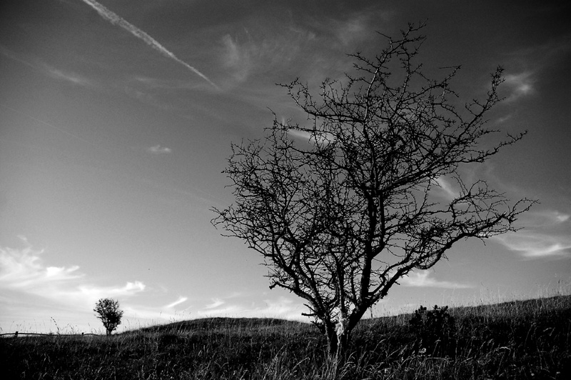 photo "Tree of Life" tags: landscape, 