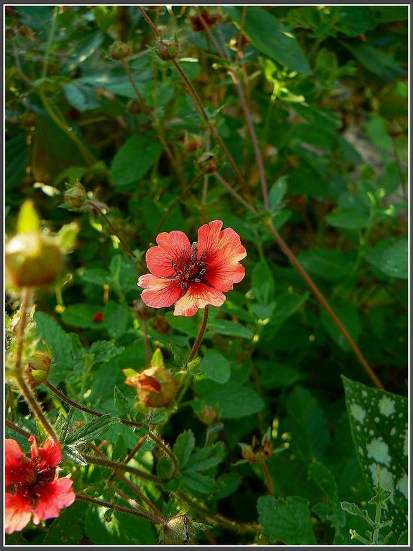 фото "Аленький цветочек" метки: природа, цветы