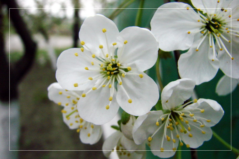 photo "***" tags: nature, flowers
