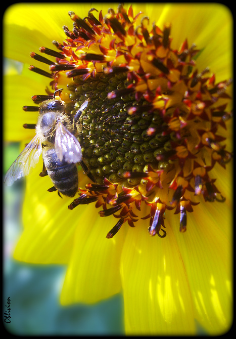 photo "***" tags: nature, flowers, insect