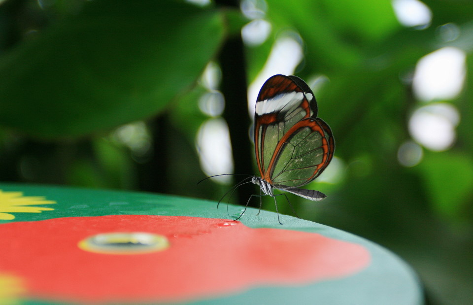 фото "London Zoo.Одинокий "butterfly"" метки: макро и крупный план, природа, насекомое