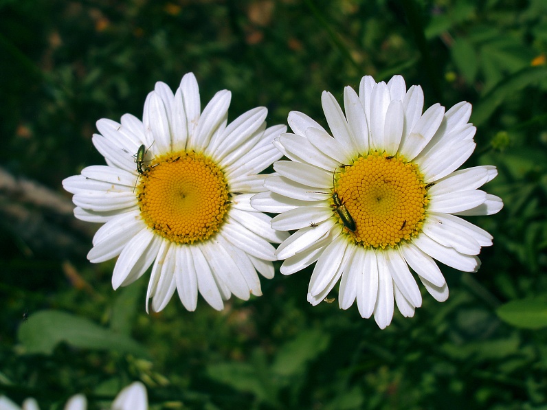 photo "***" tags: nature, macro and close-up, flowers