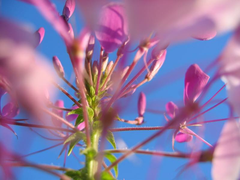 photo "***" tags: nature, macro and close-up, flowers