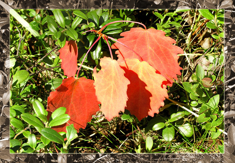 фото "А вот и осень..." метки: природа, цветы