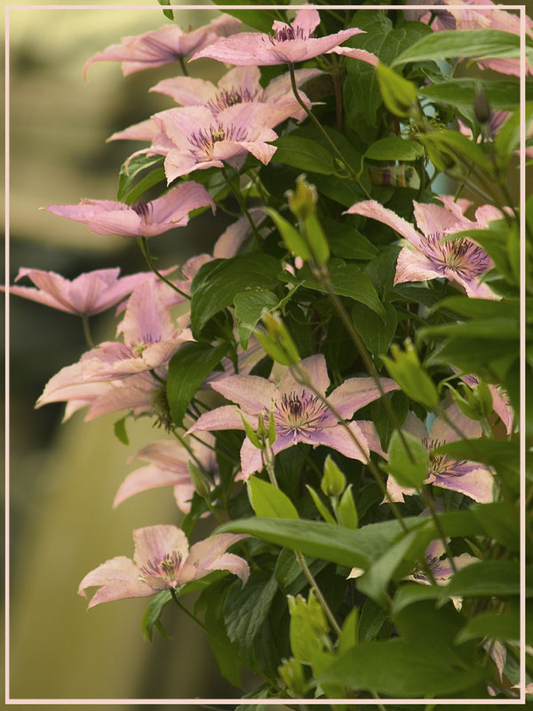 photo "***" tags: nature, flowers