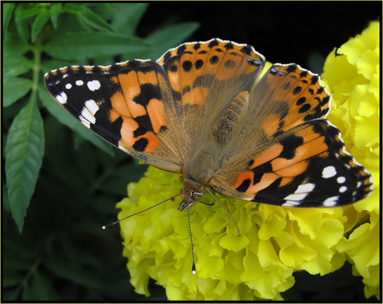 photo "Painted Lady" tags: nature, macro and close-up, insect