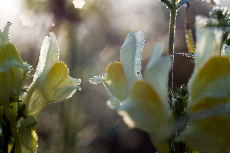 photo "***" tags: nature, abstract, flowers