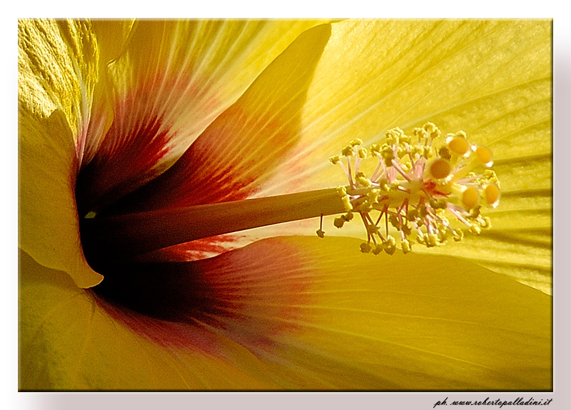 photo "Ibiscus" tags: nature, flowers