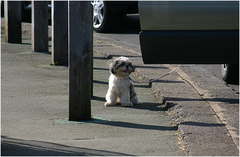 photo "Walk" tags: humor, nature, pets/farm animals