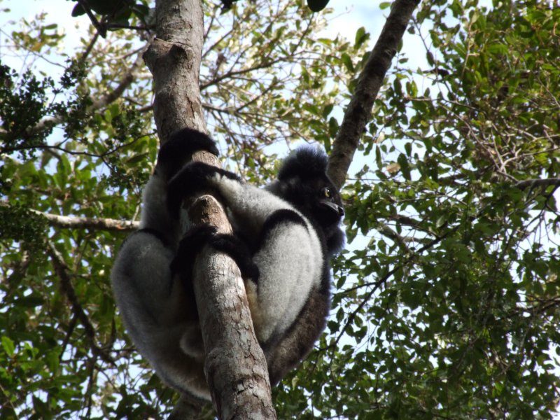 photo "Lemure Indri Indri" tags: nature, travel, Africa, wild animals