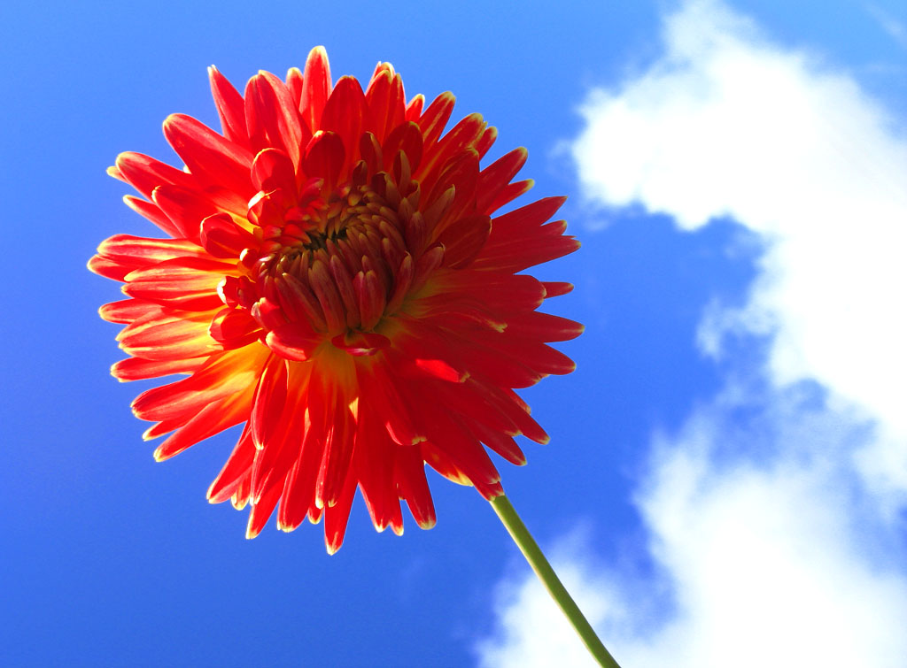 photo "Red sunny" tags: nature, macro and close-up, flowers