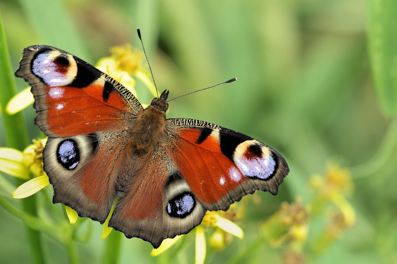 photo "Inachis io" tags: nature, macro and close-up, insect