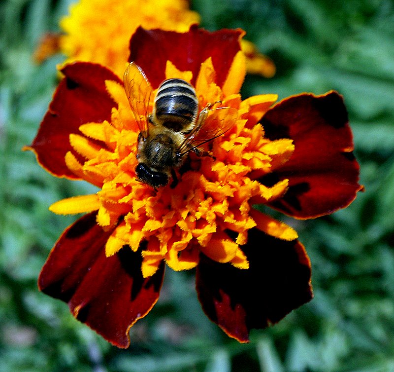фото "The flower and... the bee..." метки: природа, цветы
