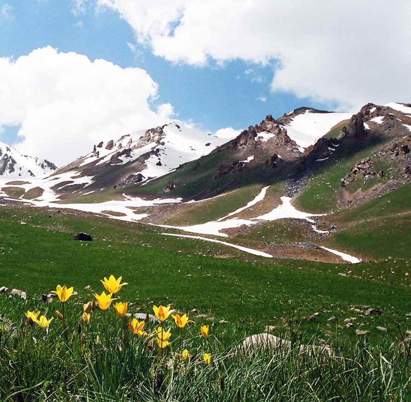 photo "Тюльпаны Чаткальского Заповедника" tags: landscape, mountains