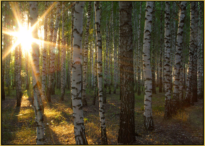 photo "***" tags: landscape, forest, summer