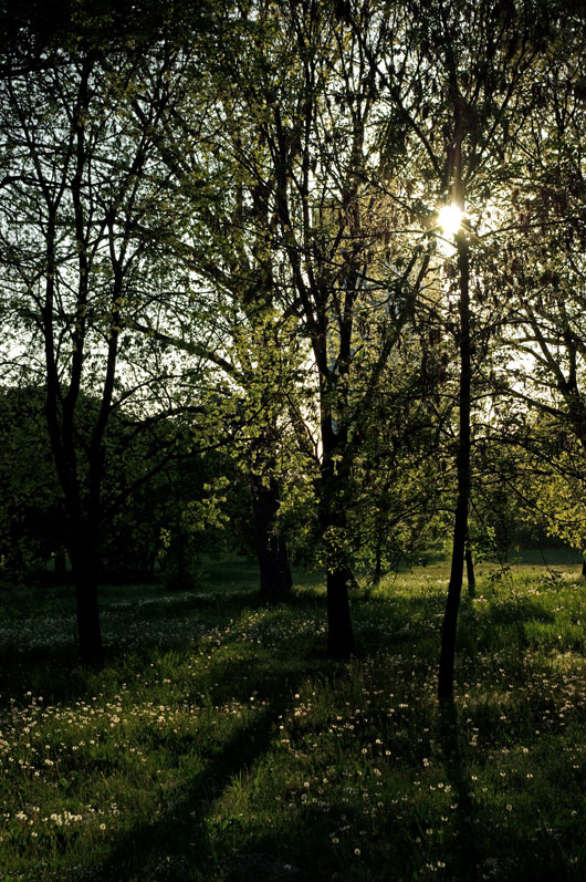 photo "Peeping through" tags: landscape, forest