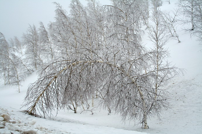 фото "Усталость от зимы" метки: пейзаж, зима