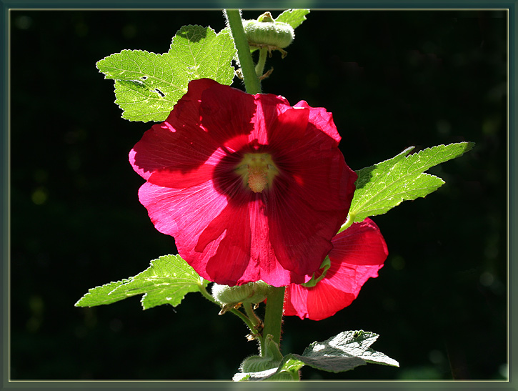 фото "Цветок от лета на прощанье" метки: природа, макро и крупный план, цветы