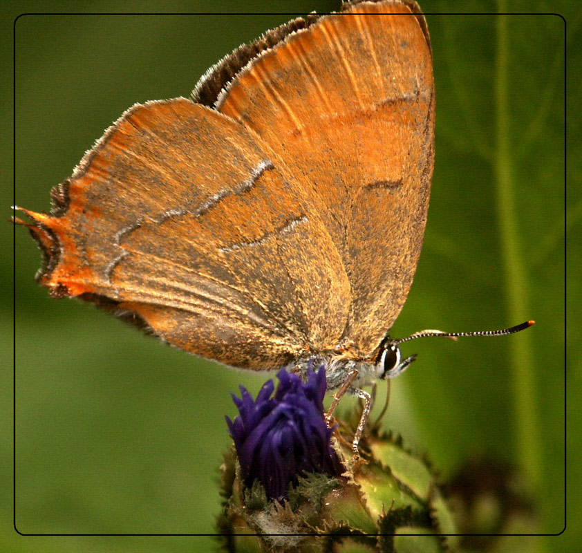 photo "***" tags: nature, macro and close-up, insect