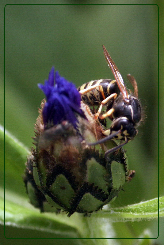 photo "***" tags: nature, macro and close-up, insect