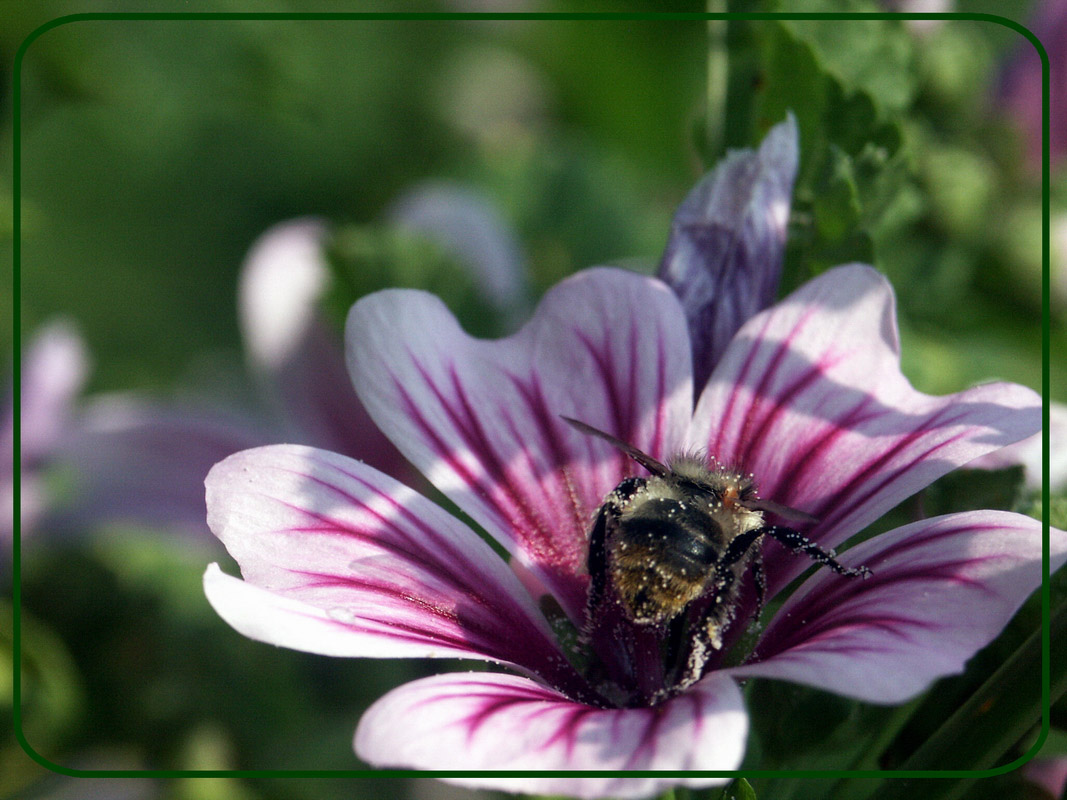 photo "***" tags: nature, macro and close-up, insect