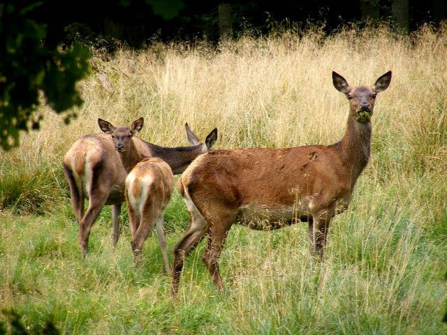 фото "Wildlife." метки: природа, дикие животные