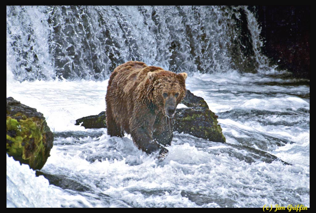 фото "This guy loves the water" метки: природа, дикие животные