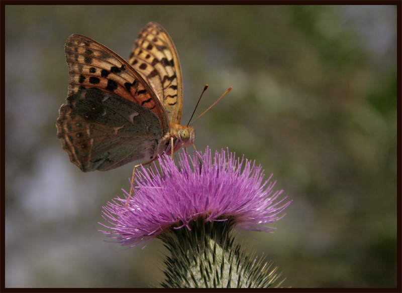 photo "***" tags: macro and close-up, nature, insect