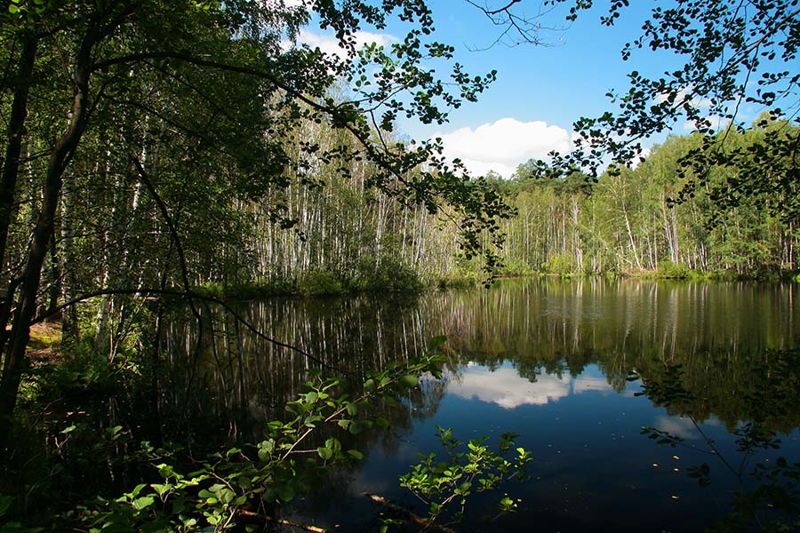 photo "***" tags: landscape, forest