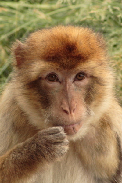 photo "The monkey knows..." tags: nature, portrait, wild animals