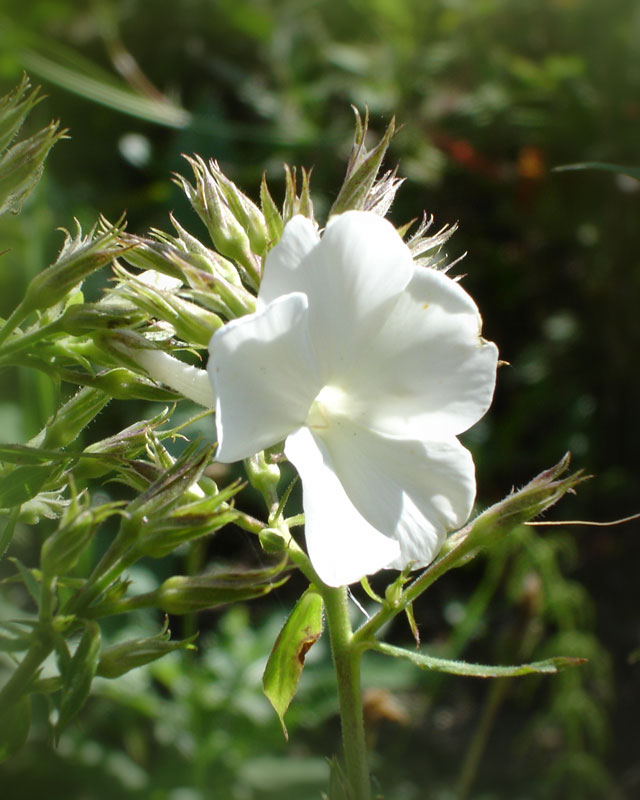 photo "***" tags: nature, flowers