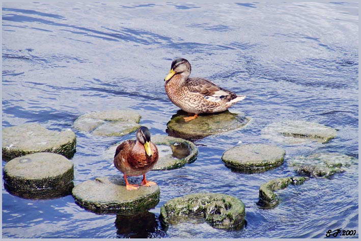 photo "***" tags: nature, 