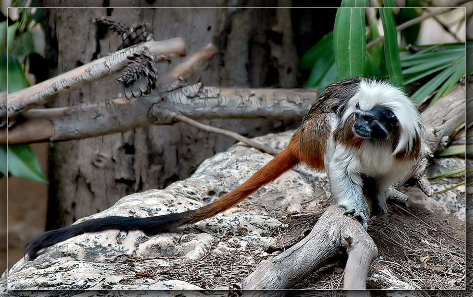 photo "The Vigilance" tags: nature, wild animals