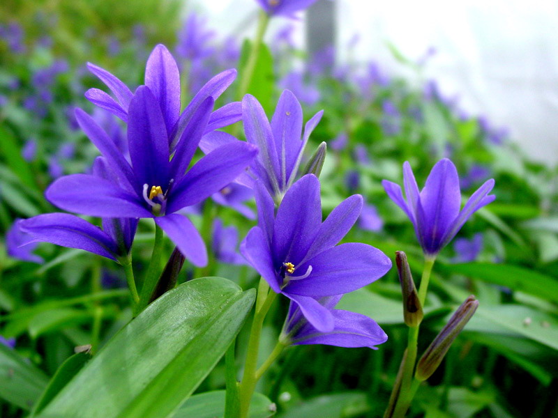 фото "Flower of weeds" метки: , 