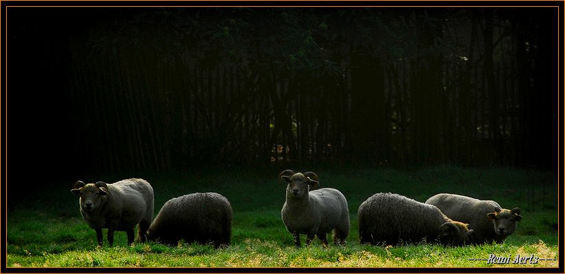 фото "early in the morning" метки: природа, пейзаж, домашние животные