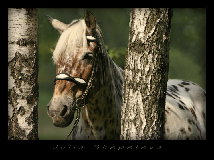photo "***" tags: nature, pets/farm animals