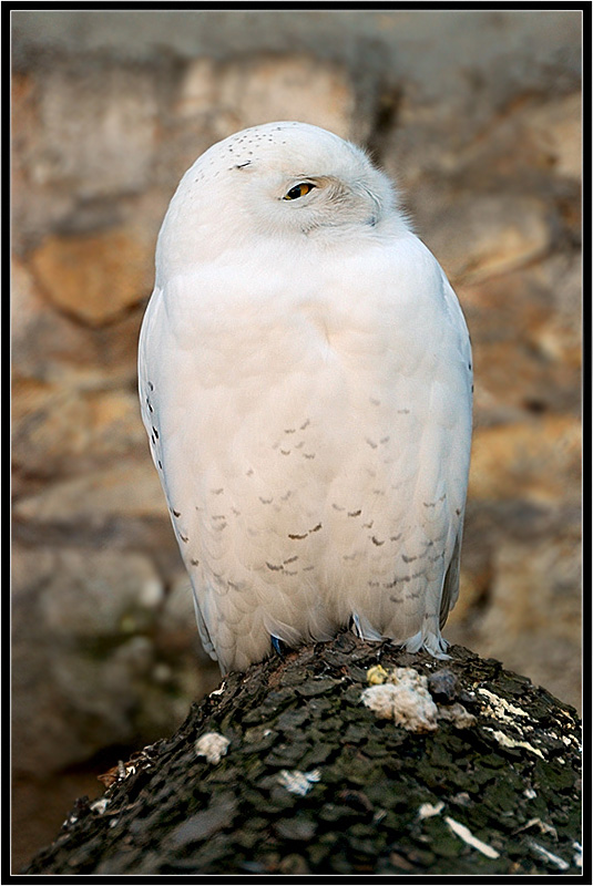photo "***" tags: nature, wild animals