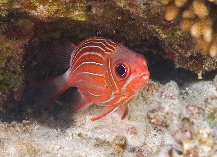 photo "***" tags: travel, underwater, Africa