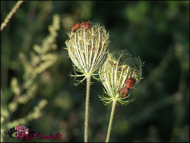 фото "Love insects" метки: , 