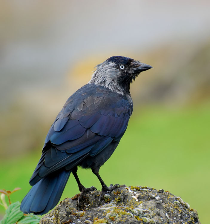 photo "Corvus monedula" tags: nature, wild animals