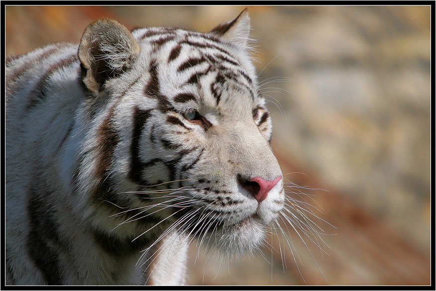 фото "Белый Тигр" метки: природа, дикие животные