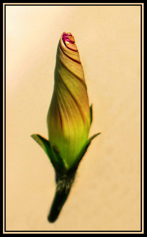 photo "***" tags: nature, flowers