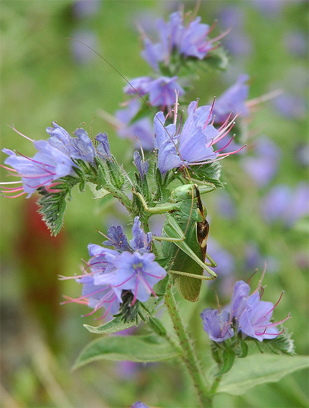 photo "***" tags: nature, insect