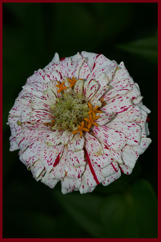 photo "***" tags: macro and close-up, nature, flowers