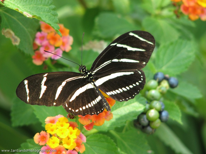 photo "***" tags: nature, insect