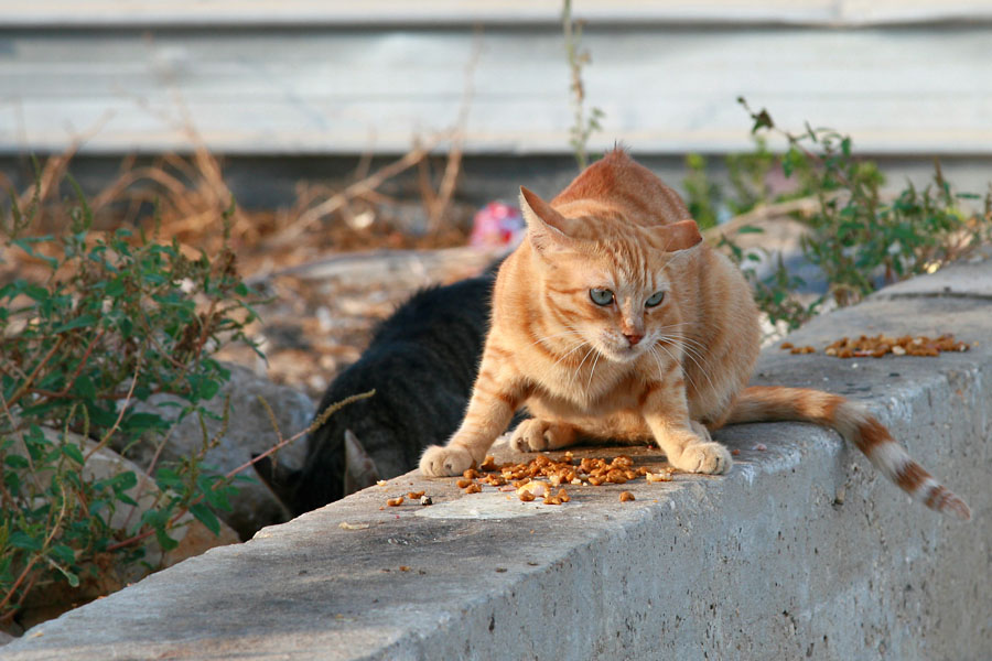 фото "29351 Lunch time" метки: природа, домашние животные