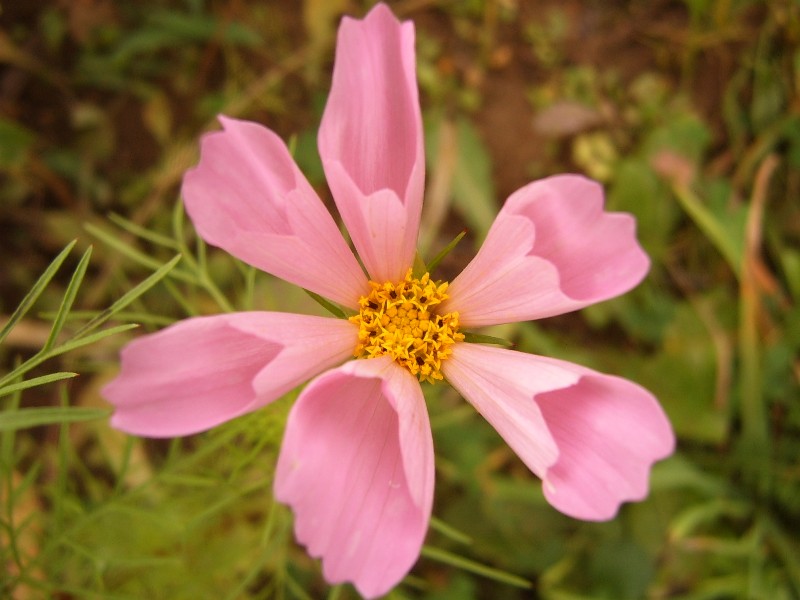 photo "***" tags: nature, macro and close-up, flowers