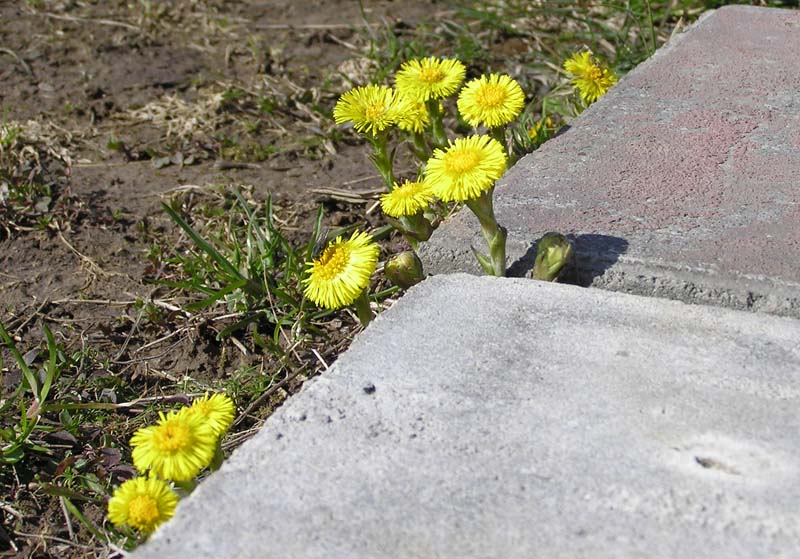 фото "Мертвое и живое или воспоминание о весне" метки: , 