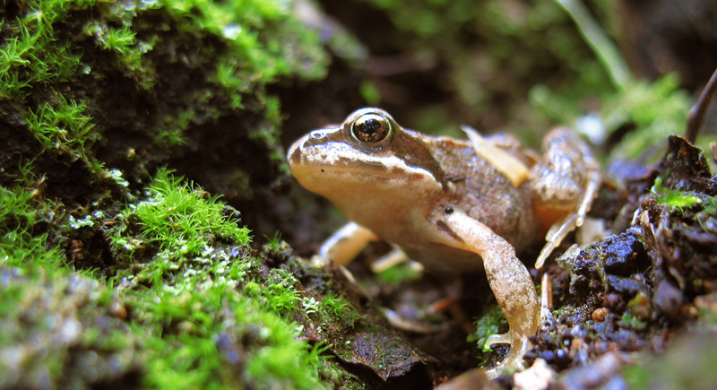 photo "***" tags: nature, macro and close-up, 