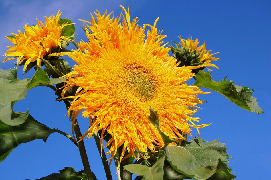 photo "***" tags: nature, flowers